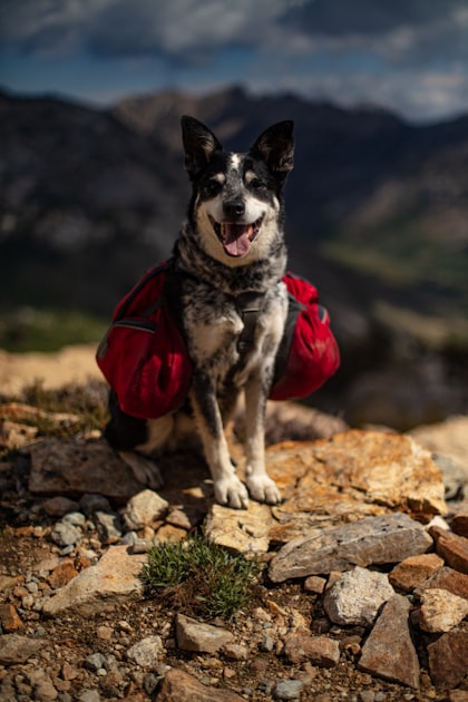 Training Your Stock Dog