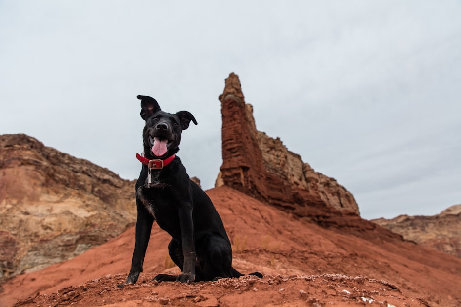 Benefits of Stock Dog Trials