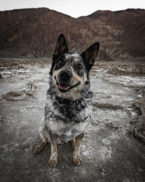 Choosing the Right Stock Dog
