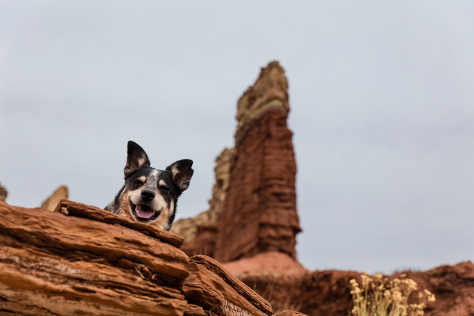 Health Care for Stock Dogs