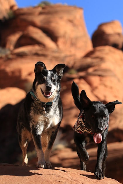 Understanding Stock Dogs